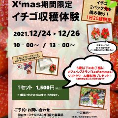 【荒浜】X‘mas期間限定イチゴ収穫体験の開催