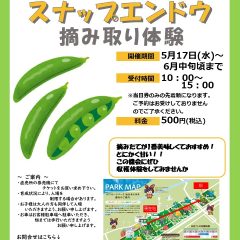 スナップエンドウ摘み取り体験