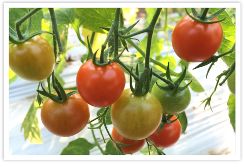 トマト・イタリア野菜コース
