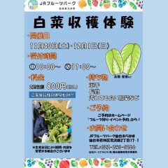 追加開催決定!!白菜収穫体験