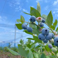 ブルーベリー剪定体験募集
