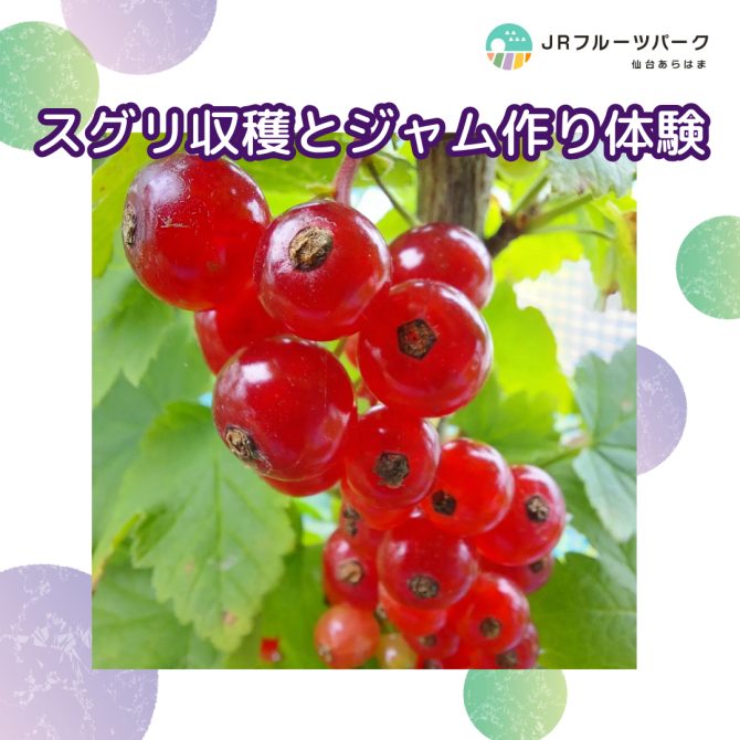 スグリ収穫・ジャム作り体験 開催日を追加しました!