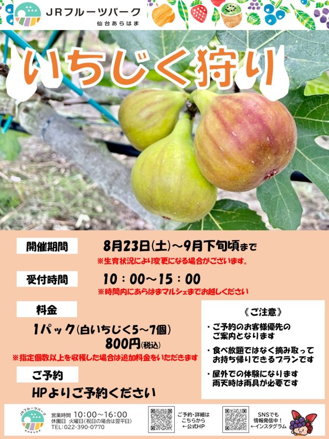 いちじく狩り　予約スタート！
