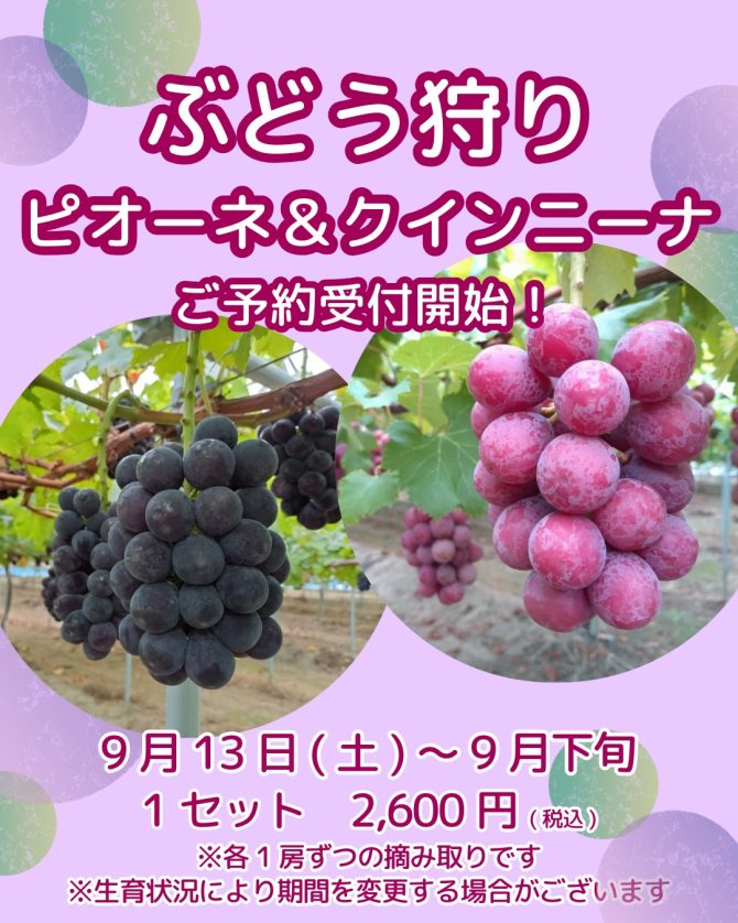 ぶどう狩り ピオーネ&クインニーナ予約受付開始!