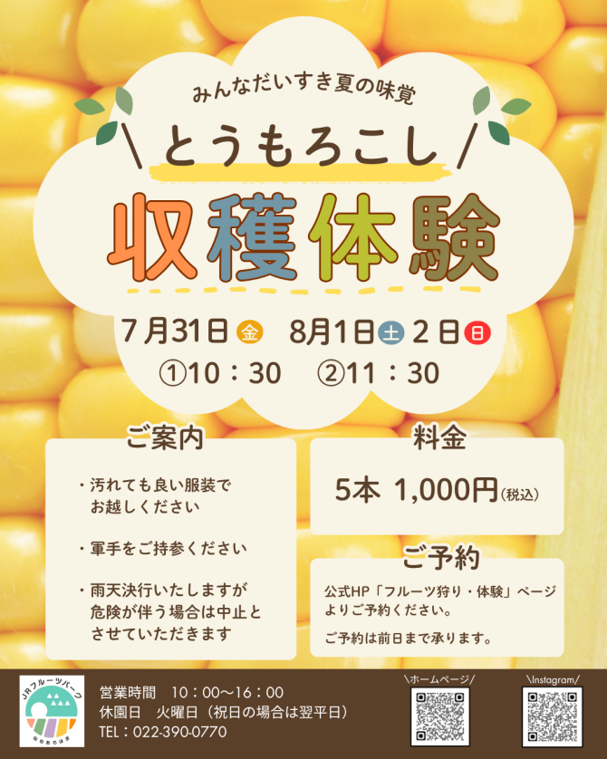 とうもろこし収穫体験