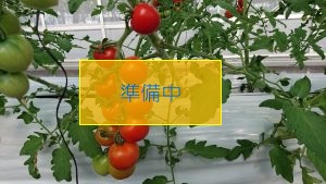 トマト狩り