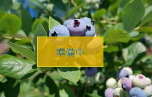 ブルーベリー狩り