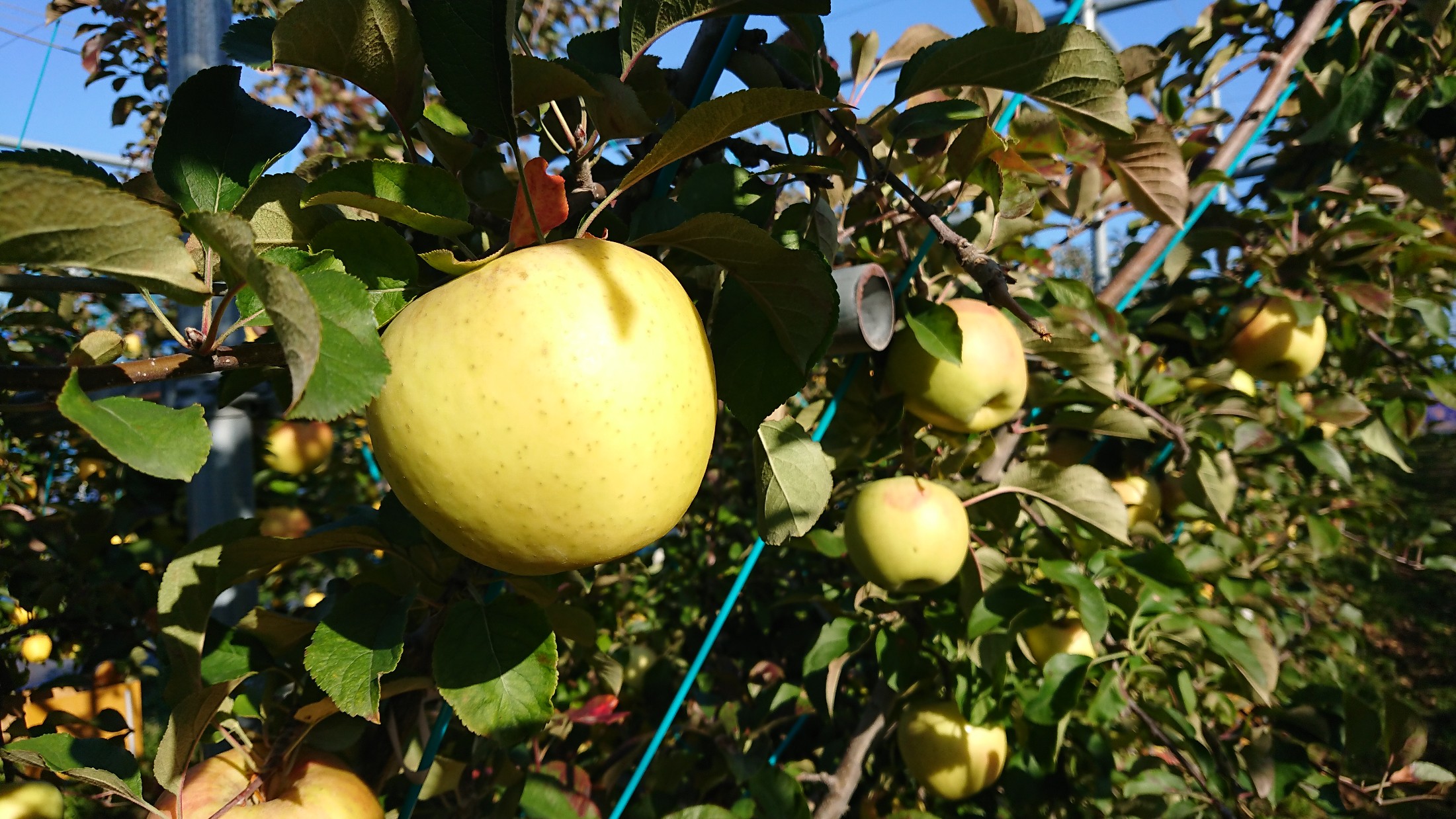 期間限定【リンゴ　ぐんま名月収穫体験】