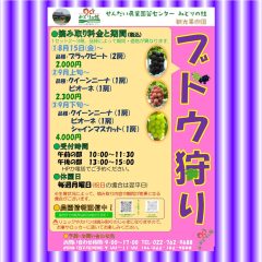 ブドウ狩りのご案内　8月15日開始！