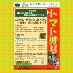 2025年産🍅トマト狩りを始めます