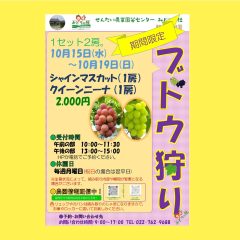 ぶどう狩りのご案内　シャインとクイーン🍇　