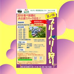 ブルーベリー狩り第1弾のご案内→期間延長！