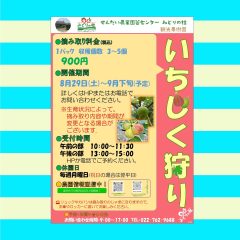 イチジク狩りのご案内