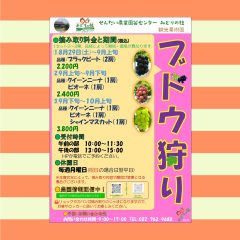 ブドウ狩りのご案内