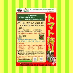 トマト狩りのご案内です
