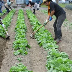 農業サポーター養成講座：令和６年度「せんだい農楽校」第１１回講座開校しました